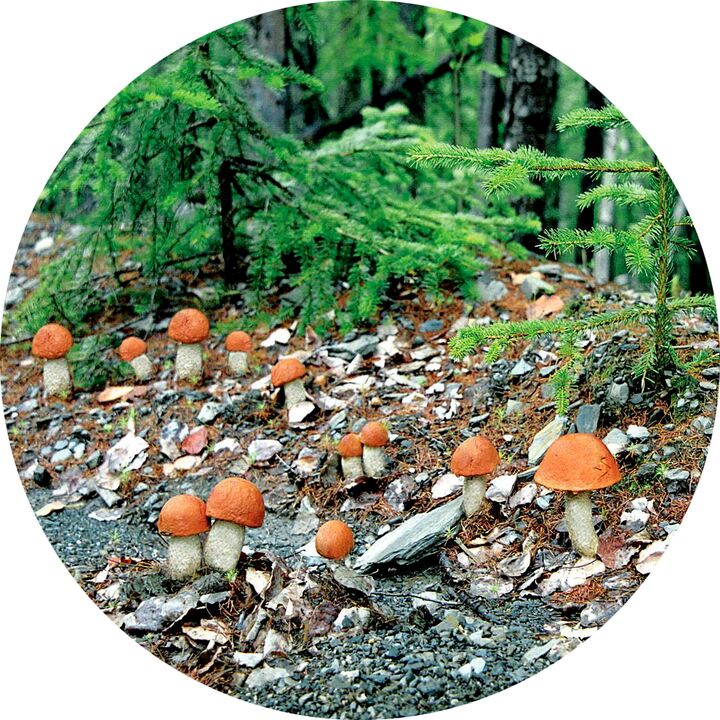 Cosa fare quando ci sono molte infezioni fungine