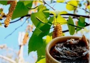 Goudron de bouleau du champignon